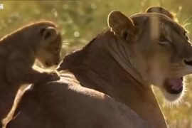 مجموعه BBC Earth Kids، قسمت 3 – یک روز از زندگی یک شیر