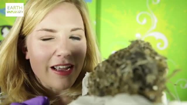 مجموعه BBC Earth Kids، فصل سوال‌های ذهن‌های کنجکاو قسمت کدام حیوانات بهترین سازندگان هستند؟