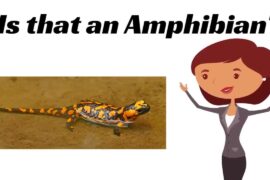 مجموعه HomeSchool Pop قسمت: دوزیستان