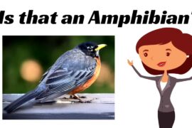 مجموعه HomeSchool Pop قسمت: دوزیستان