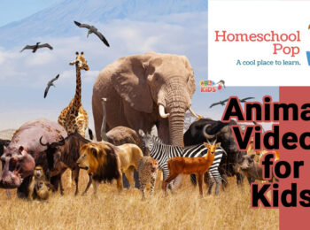 مجموعه HomeSchool Pop – فصل Animal Learning Videos for Kids (مستند حیوانات برای کودکان)